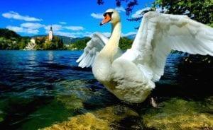 bled-novi-podjetnik