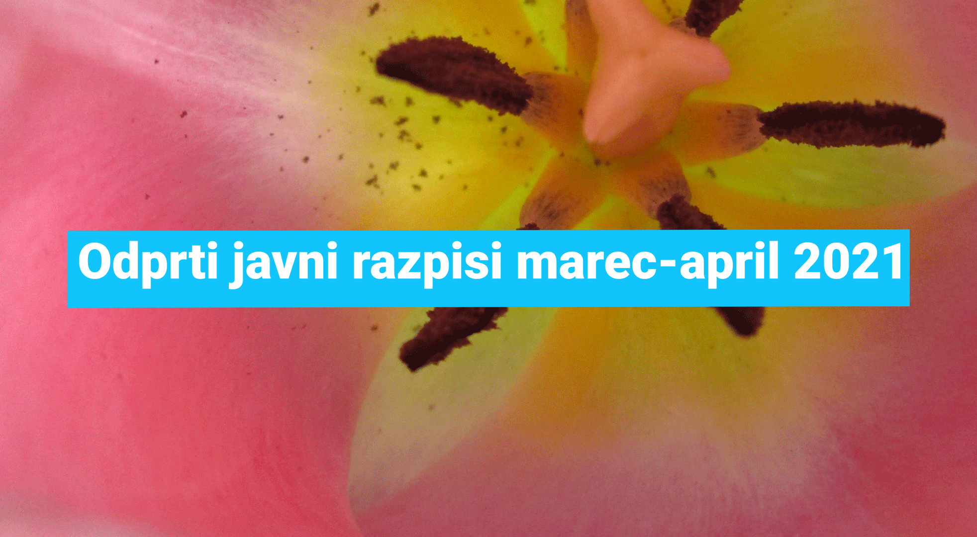javni-razpisi
