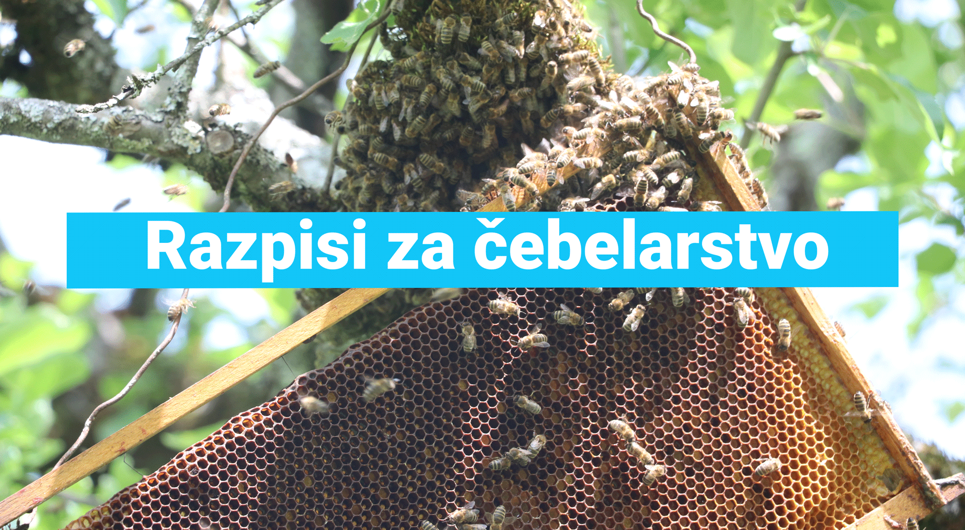 javni razpis