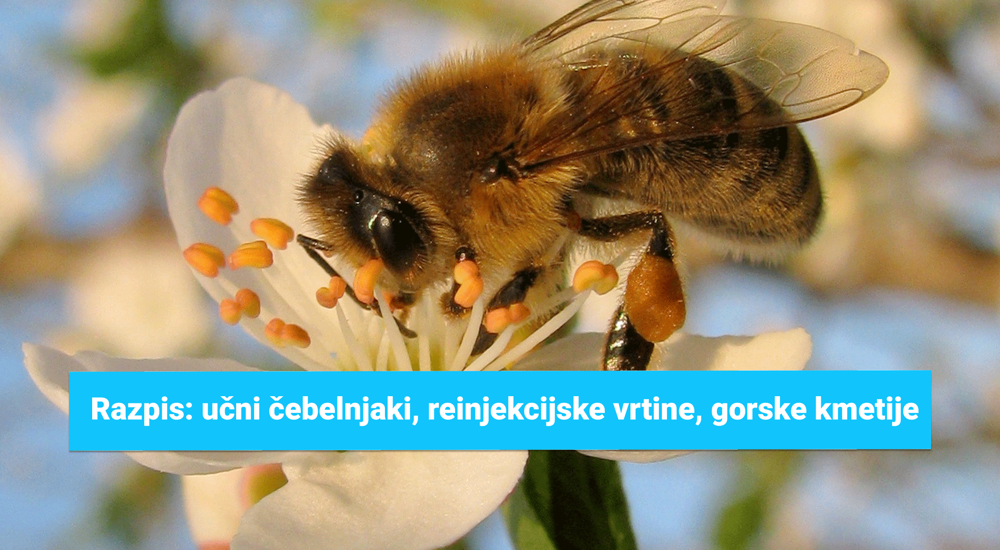 javni-razpisi